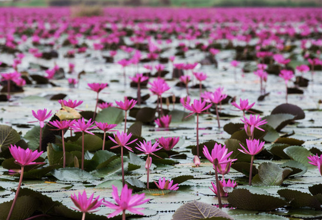 lotus flower in pond Spiritual Meaning Yoga Symbols images